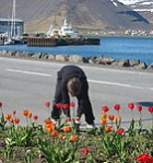 Vorverkadagur 31. maí