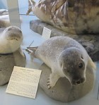 Heimsókn í Náttúrugripasafnið í Bolungarvík - 5. AH