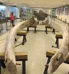 Heimsókn í Náttúrugripasafnið í Bolungarvík - 5. AH