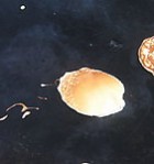 Þemadagar - föstudagur